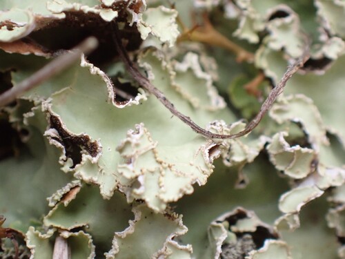 Pseudocyphellaria glabra observed 2026-05-17