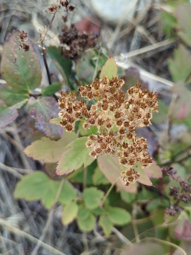 Spiraea lucida, photograph 3