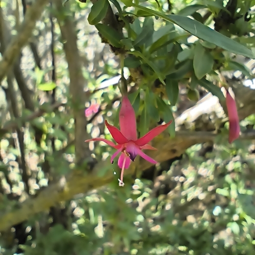Fuchsia lycioides, photograph 1