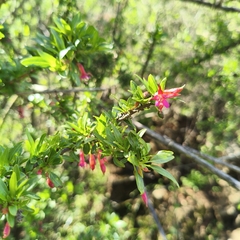 Fuchsia lycioides, photograph author not stated, no rights reserved