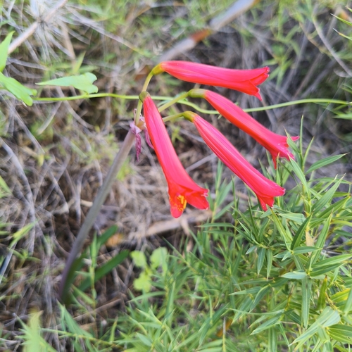 Phycella cyrtanthoides, photograph 6