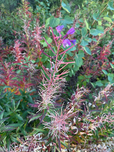 fireweed