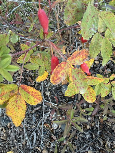 Prickly Wild Rose