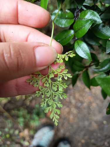 Asplenium dareoides observed 2026-08-30