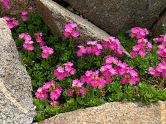 author not stated, no rights reserved Primula suffrutescens, photograph author not stated, no rights reserved