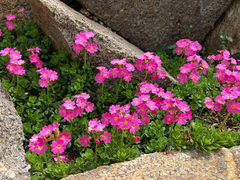 Primula suffrutescens