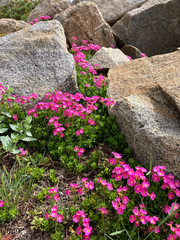 author not stated, no rights reserved Primula suffrutescens, photograph author not stated, no rights reserved