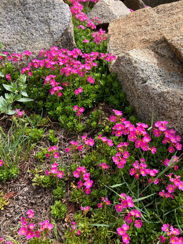 Primula suffrutescens, photograph 2