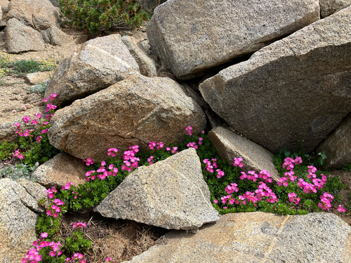 Primula suffrutescens, photograph 4