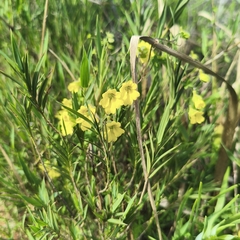 Tropaeolum brachyceras, photograph author not stated, no rights reserved