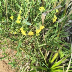 Tropaeolum brachyceras, photograph author not stated, no rights reserved