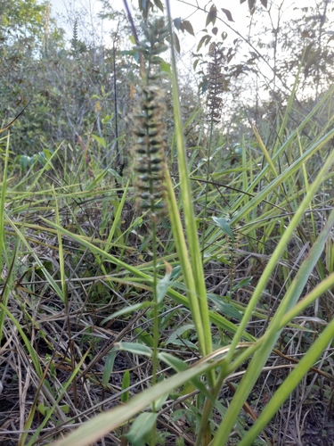 Coutoubea spicata observed 2026-08-30