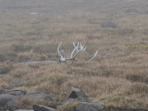 Caribou observed by greenhornphotographer
