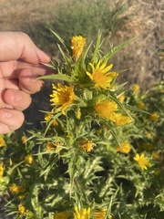 Scolymus hispanicus, photograph author not stated, no rights reserved