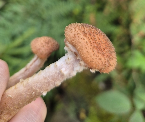 Honey Mushroom