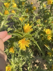 Scolymus hispanicus, photograph author not stated, no rights reserved