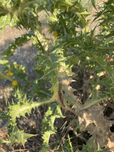 Scolymus hispanicus, photograph 6
