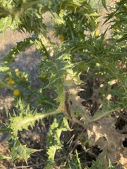 Scolymus hispanicus, photograph author not stated, no rights reserved