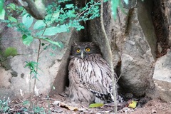 Ketupa zeylonensis