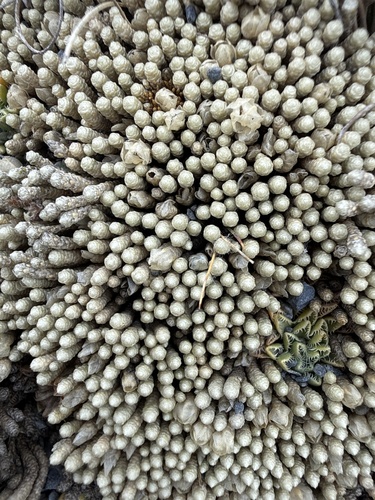 Pycnophyllum molle observed 2026-08-30