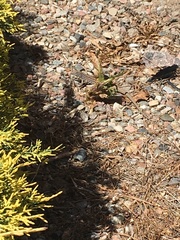 Aspidoscelis neotesselatus