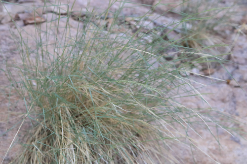Muhlenbergia tenuifolia observed 2026-08-29