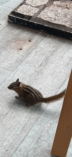 Townsend's Chipmunk observed by aussiemarg