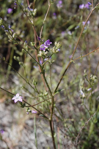 Coastal gilia (Gilia diegensis)