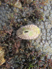 Fissurella natalensis