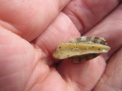 Fissurella natalensis