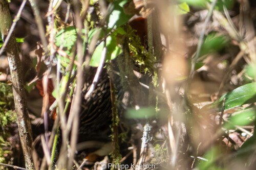iNaturalist image
