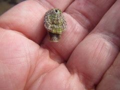 Fissurella natalensis