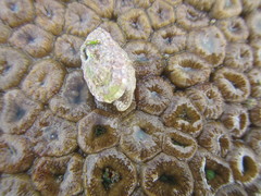 Fissurella natalensis