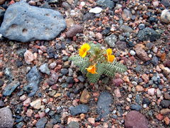 Adesmia quadripinnata