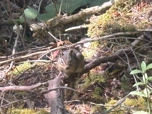 Siskiyou Chipmunk observed by abbee1