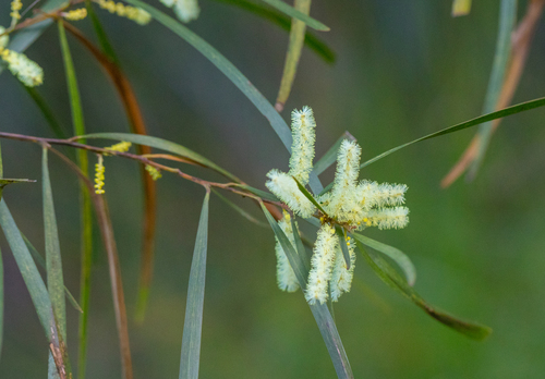 Acacia longissima, 2026-08-29