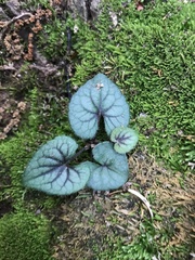Viola walteri