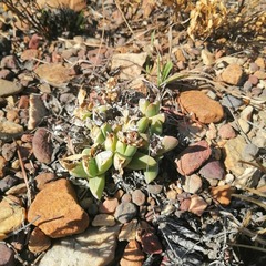 Corpuscularia