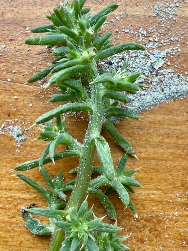 saltwort
