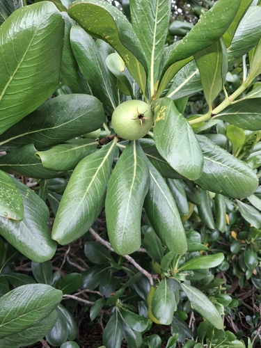Casasia clusiifolia