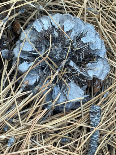 Pinus jeffreyi, photograph 6