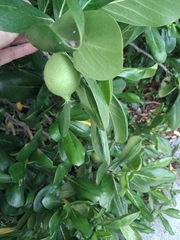 Casasia clusiifolia, photograph (c) Ben Machado, some rights reserved (CC BY)