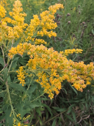 Canada goldenrod
