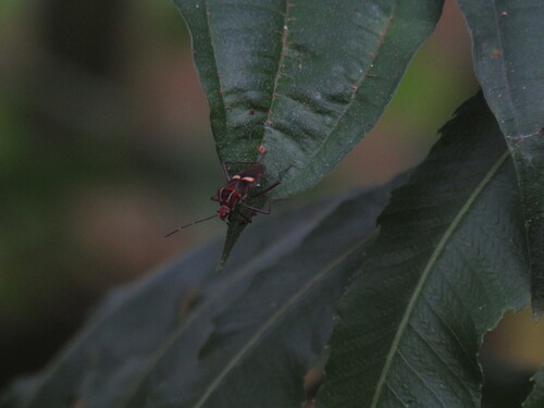 Hypselonotus interruptus