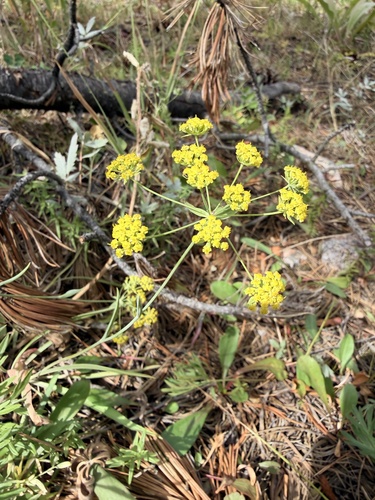 Lomatium triternatum observed 2026-08-30