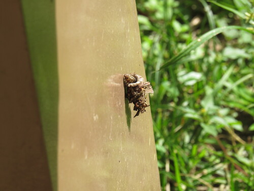 Argentine Bagworm