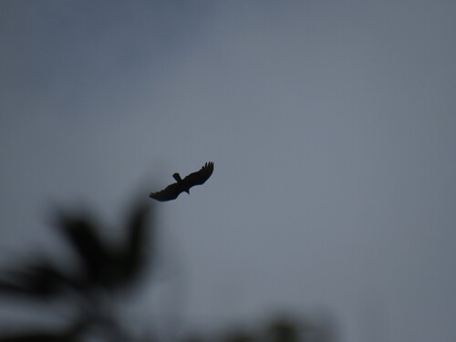 Turkey Vulture