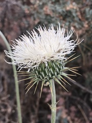Cirsium neomexicanum utahense