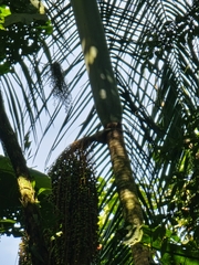 Euterpe edulis