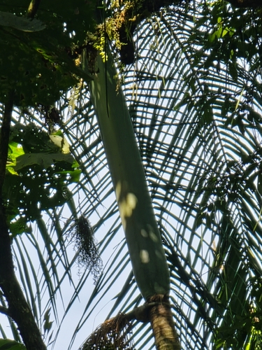Euterpe edulis, photograph 2